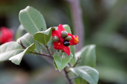 �I�N�i�E�Z�����^�A�炭�₱�̉Ԋ�