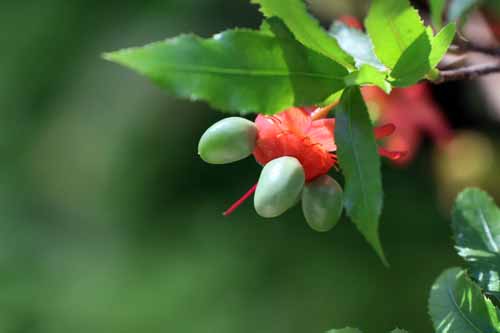 �I�N�i�E�Z�����^�A�炭�₱�̉Ԋ�