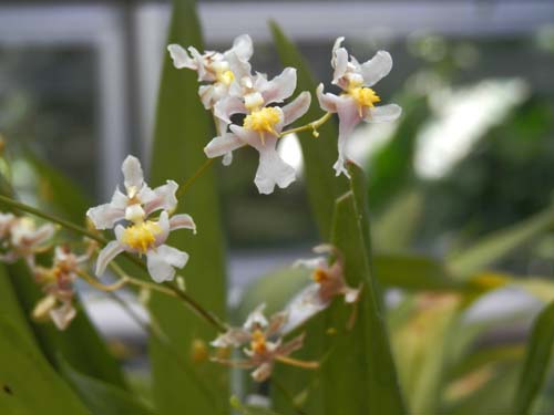 �I���V�f�B�E���E�I���j�g���E���A�炭�₱�̉Ԋ�