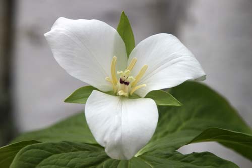 �I�I�o�i�G�����C�\�E�A�炭�₱�̉Ԋ�