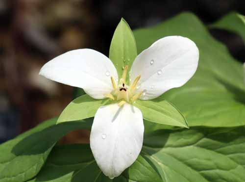 �I�I�o�i�G�����C�\�E�A�炭�₱�̉Ԋ�