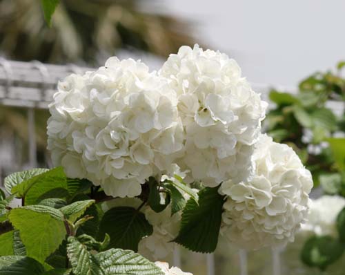 �I�I�f�}���A�炭�₱�̉Ԋ�