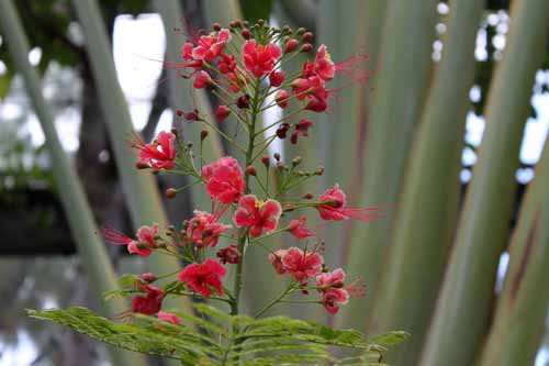 �I�I�S�`���E�A�炭�₱�̉Ԋ�