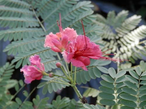 �I�I�S�`���E�A�炭�₱�̉Ԋ�