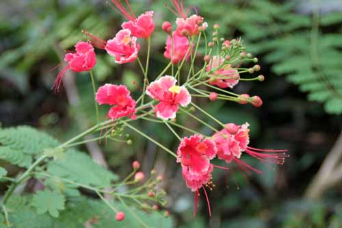 �I�I�S�`���E�A�炭�₱�̉Ԋ�