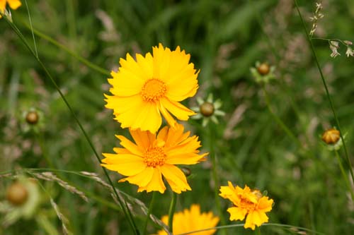 �I�I�L���P�C�M�N�A�炭�₱�̉Ԋ�