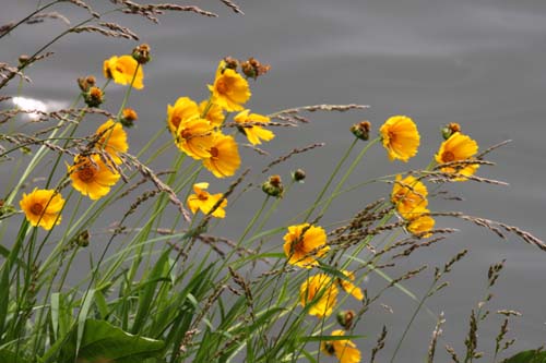 �I�I�L���P�C�M�N�A�炭�₱�̉Ԋ�