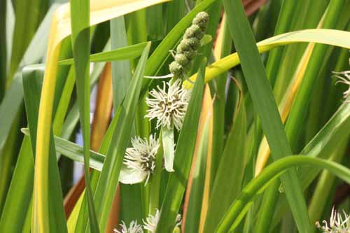 �I�I�~�N���A�炭�₱�̉Ԋ�