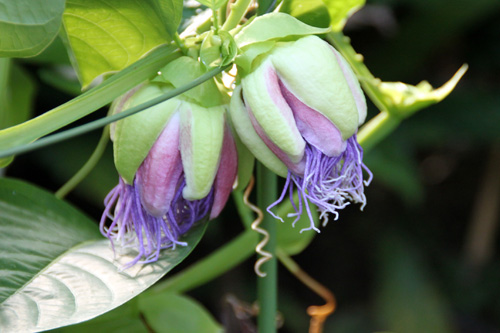 �I�I�~�m�g�P�C�\�E�A�炭�₱�̉Ԋ�