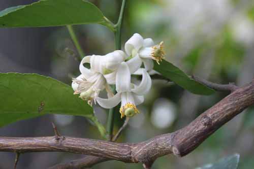 �I�I�~�������A�炭�₱�̉Ԋ�