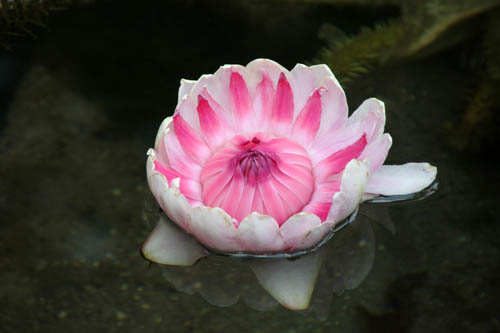 �I�I�I�j�o�X�A�炭�₱�̉Ԋ�