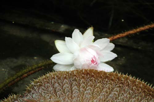 �I�I�I�j�o�X�A�炭�₱�̉Ԋ�