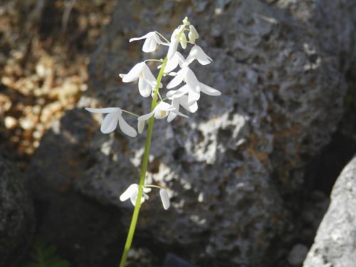 �I�T�o�O�T�A�炭�₱�̉Ԋ�