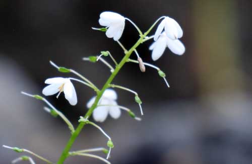 �I�T�o�O�T�A�炭�₱�̉Ԋ�