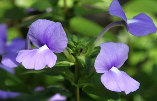 �I�^�J���T�X�E�J�G�����E�X�A�炭�₱�̉Ԋ�