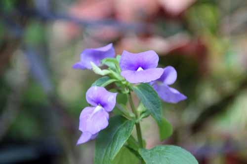 �I�^�J���T�X�E�J�G�����E�X�A�炭�₱�̉Ԋ�