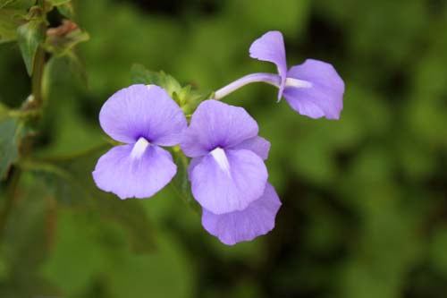 �I�^�J���T�X�E�J�G�����E�X�A�炭�₱�̉Ԋ�