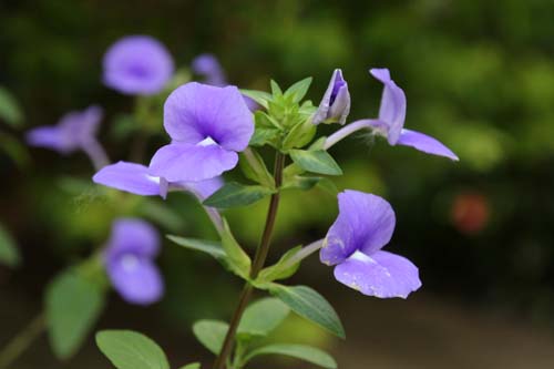 �I�^�J���T�X�E�J�G�����E�X�A�炭�₱�̉Ԋ�