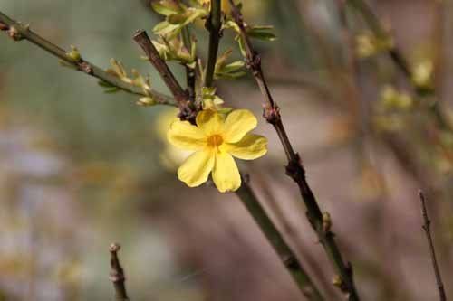 �I�E�o�C�A�炭�₱�̉Ԋ�