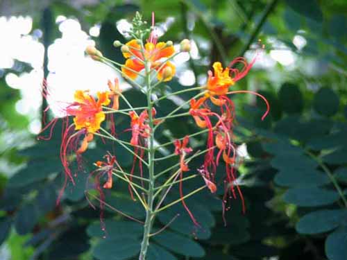 �I�E�R�`���E�A�炭�₱�̉Ԋ�