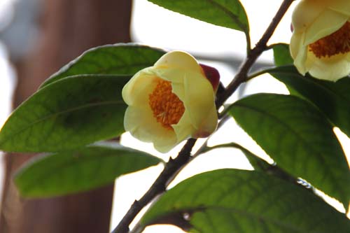 �������Ԓ��i�I�E�~���N�L���J�`���j�A�炭�₱�̉Ԋ�