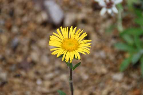 �I�[�~�Y�M�N�A�炭�₱�̉Ԋ�