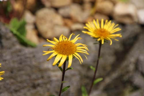 �I�[�~�Y�M�N�A�炭�₱�̉Ԋ�