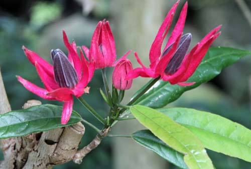 パボニア・グレドヒリイ、咲くやこの花館