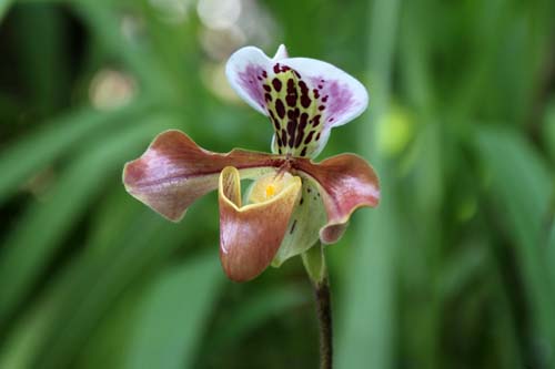 �p�t�B�I�y�f�B�����E�O���g���N�V�A�k���A�炭�₱�̉Ԋ�