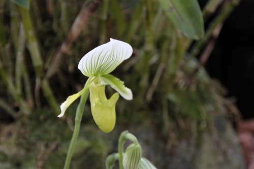 �p�t�B�I�y�f�B�����E���������h�A�炭�₱�̉Ԋ�