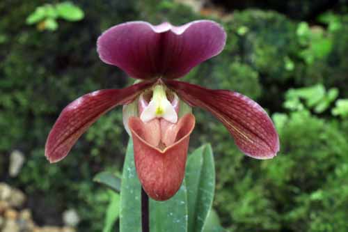 �p�t�B�I�y�f�B�����A�炭�₱�̉Ԋ�