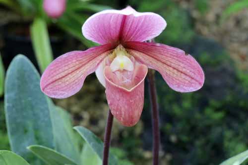 �p�t�B�I�y�f�B�����A�炭�₱�̉Ԋ�