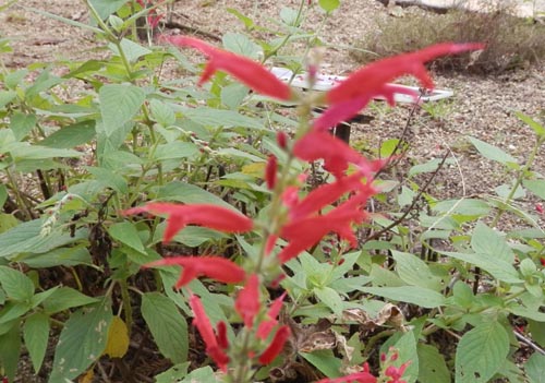 �p�C�i�b�v���Z�[�W�A�炭�₱�̉Ԋ�