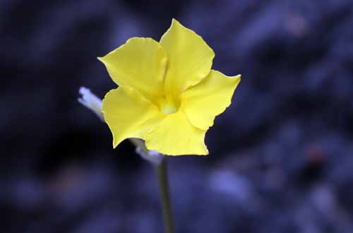 �p�L�|�f�B�E���A�炭�₱�̉Ԋ�