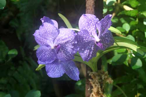 �p���_�A�炭�₱�̉Ԋ�