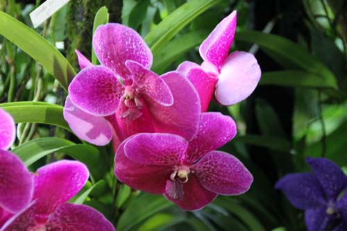 �p���_�A�炭�₱�̉Ԋ�