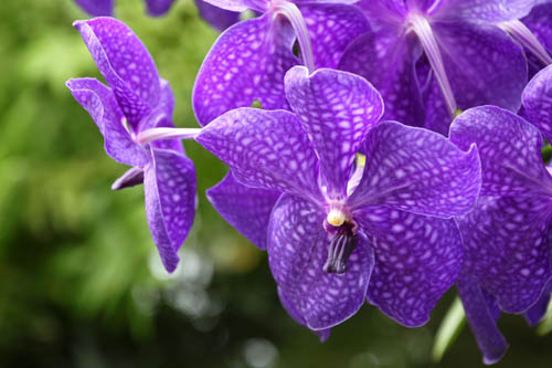 �p���_�A�炭�₱�̉Ԋ�