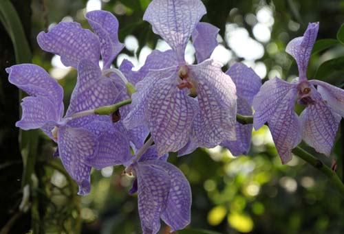 �p���_�A�炭�₱�̉Ԋ�