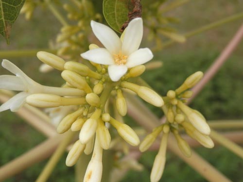 �p�p�C���A�炭�₱�̉Ԋ�