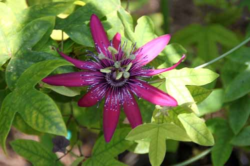 �p�b�V�t�����u���C���b�N���f�B�[�v�A�炭�₱�̉Ԋ�