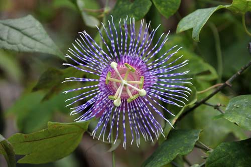 �p�b�V�t�����[�E�`�J�A�炭�₱�̉Ԋ�