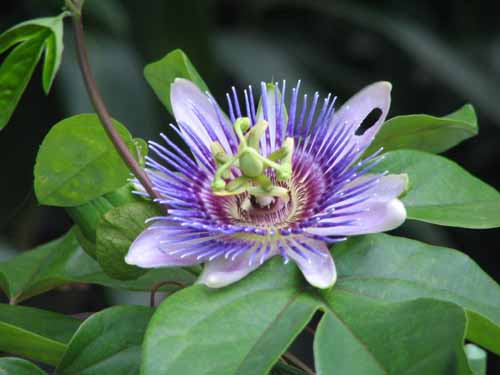 �p�b�V�t���[���E�x���b�e�B�[�A�炭�₱�̉Ԋ�