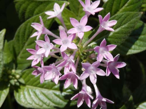 �y���^�X�A�炭�₱�̉Ԋ�