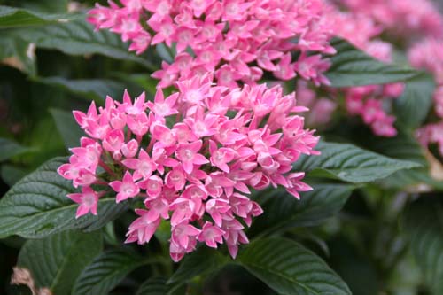 �y���^�X�A�炭�₱�̉Ԋ�