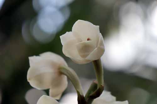 ペリステリア・エラタ、咲くやこの花館
