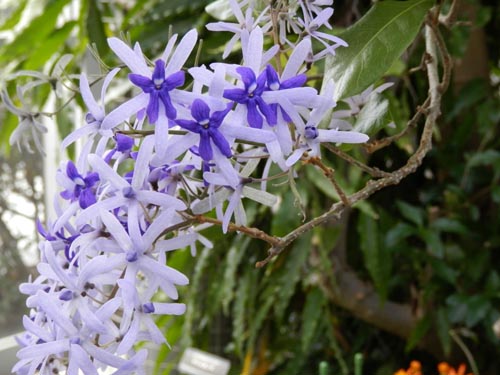 �y�g���A�E���H���r���X�A�炭�₱�̉Ԋ�