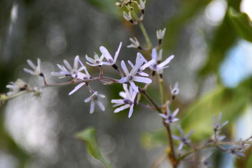 �y�g���A�E���H���r���X�A�炭�₱�̉Ԋ�