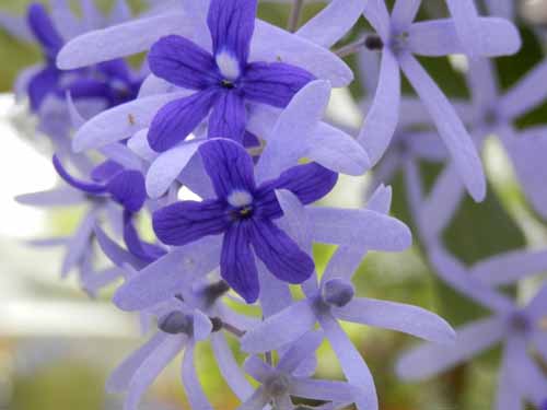 �y�g���A�E���H���r���X�A�炭�₱�̉Ԋ�