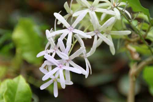 �y�g���A�E���H���r���X�A�炭�₱�̉Ԋ�