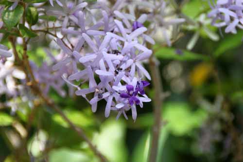 �y�g���A�E���H���r���X�A�炭�₱�̉Ԋ�